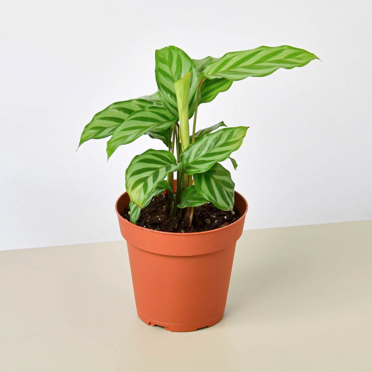 lily & onyx Calathea Concinna 'Freddie' Houseplant