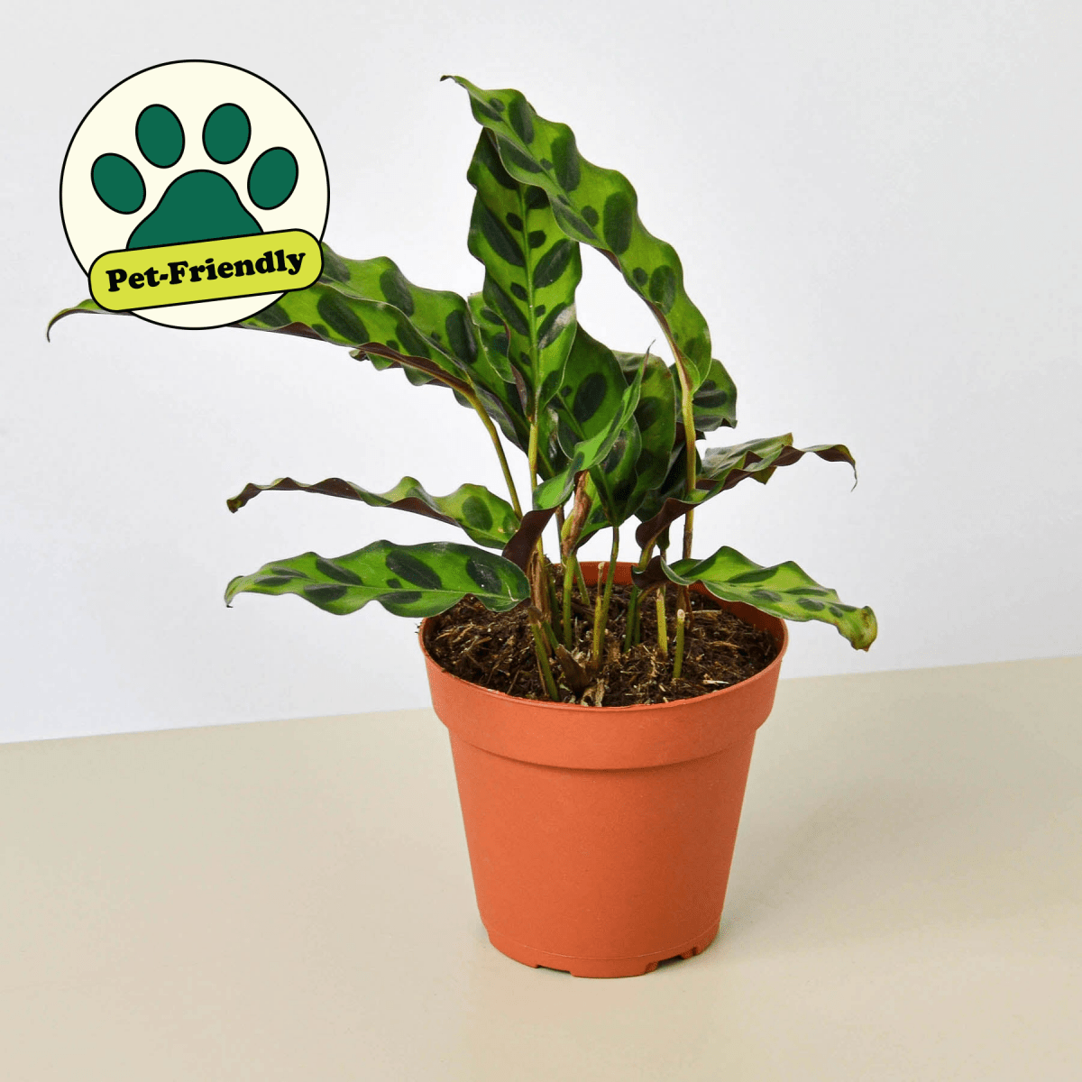 lily & onyx Calathea Lancifolia 'Rattlesnake' Houseplant
