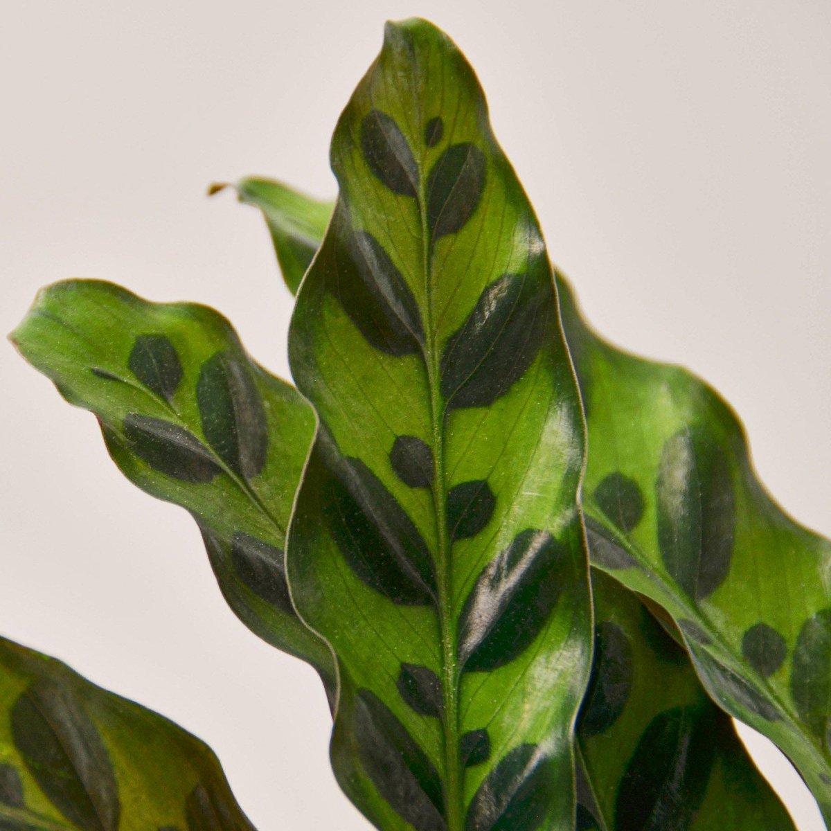 lily & onyx Calathea Lancifolia 'Rattlesnake' Houseplant