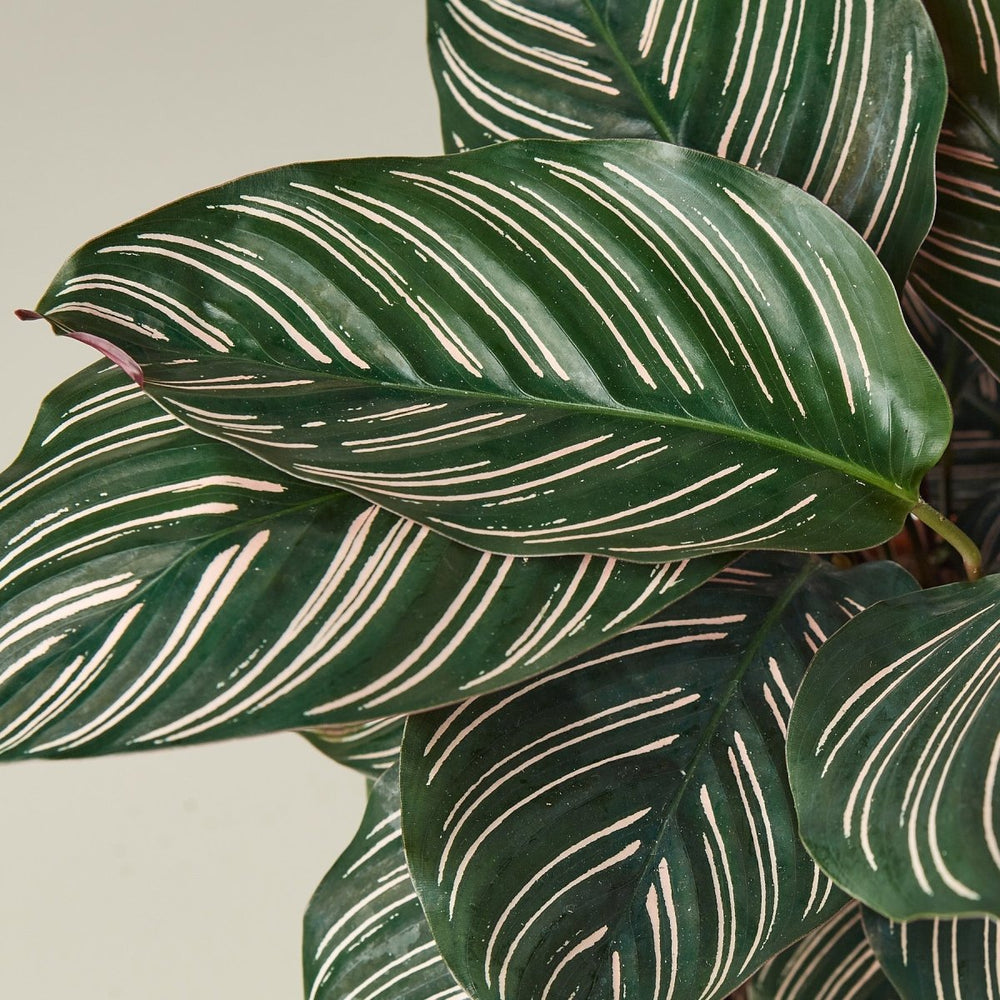 
                      
                        lily & onyx Calathea 'Ornata' Houseplant - lily & onyx
                      
                    