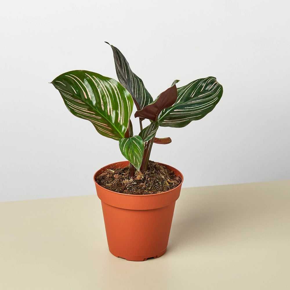 lily & onyx Calathea 'Ornata' Houseplant - lily & onyx