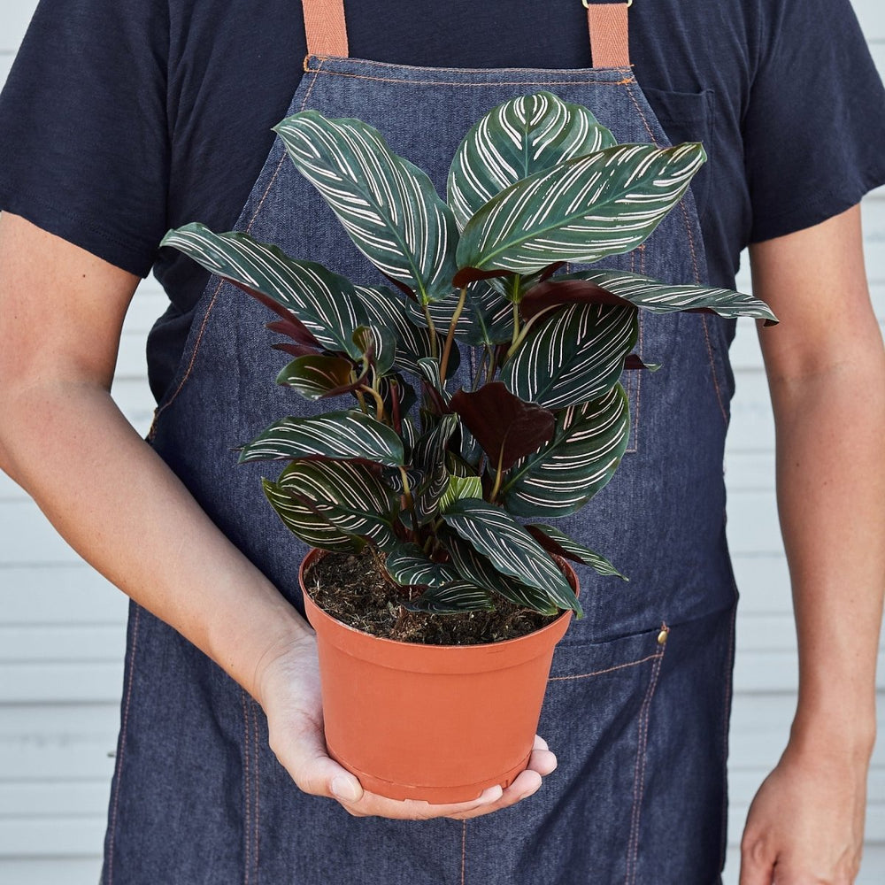 
                      
                        lily & onyx Calathea 'Ornata' Houseplant - lily & onyx
                      
                    