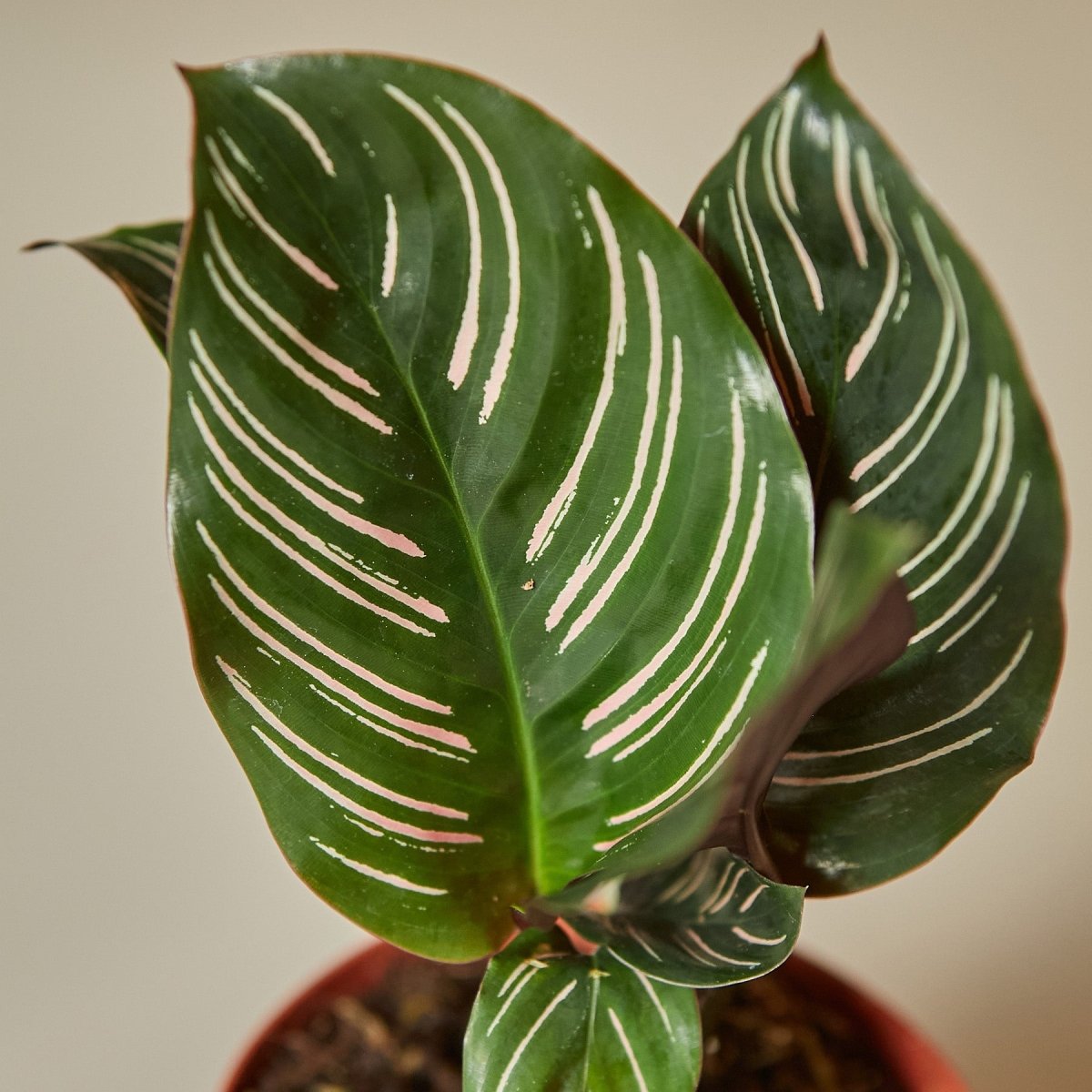 lily & onyx Calathea 'Ornata' Houseplant - lily & onyx