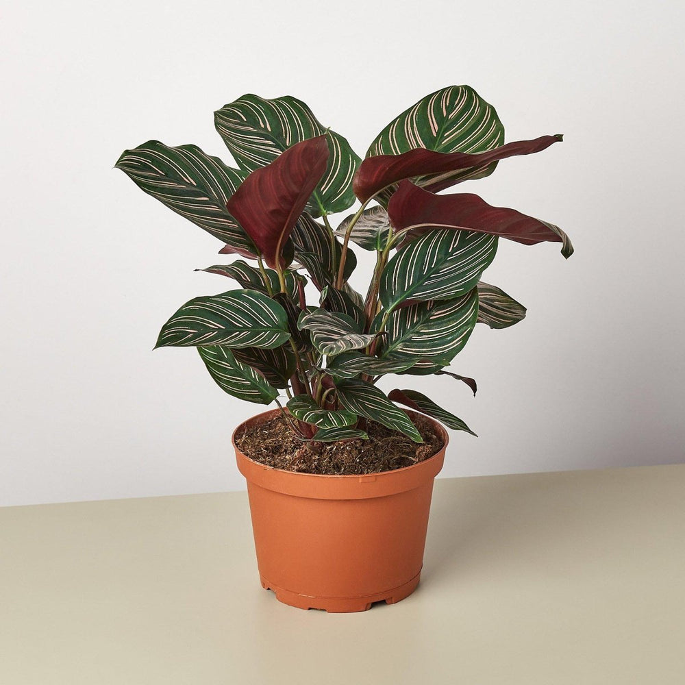 
                      
                        lily & onyx Calathea 'Ornata' Houseplant - lily & onyx
                      
                    