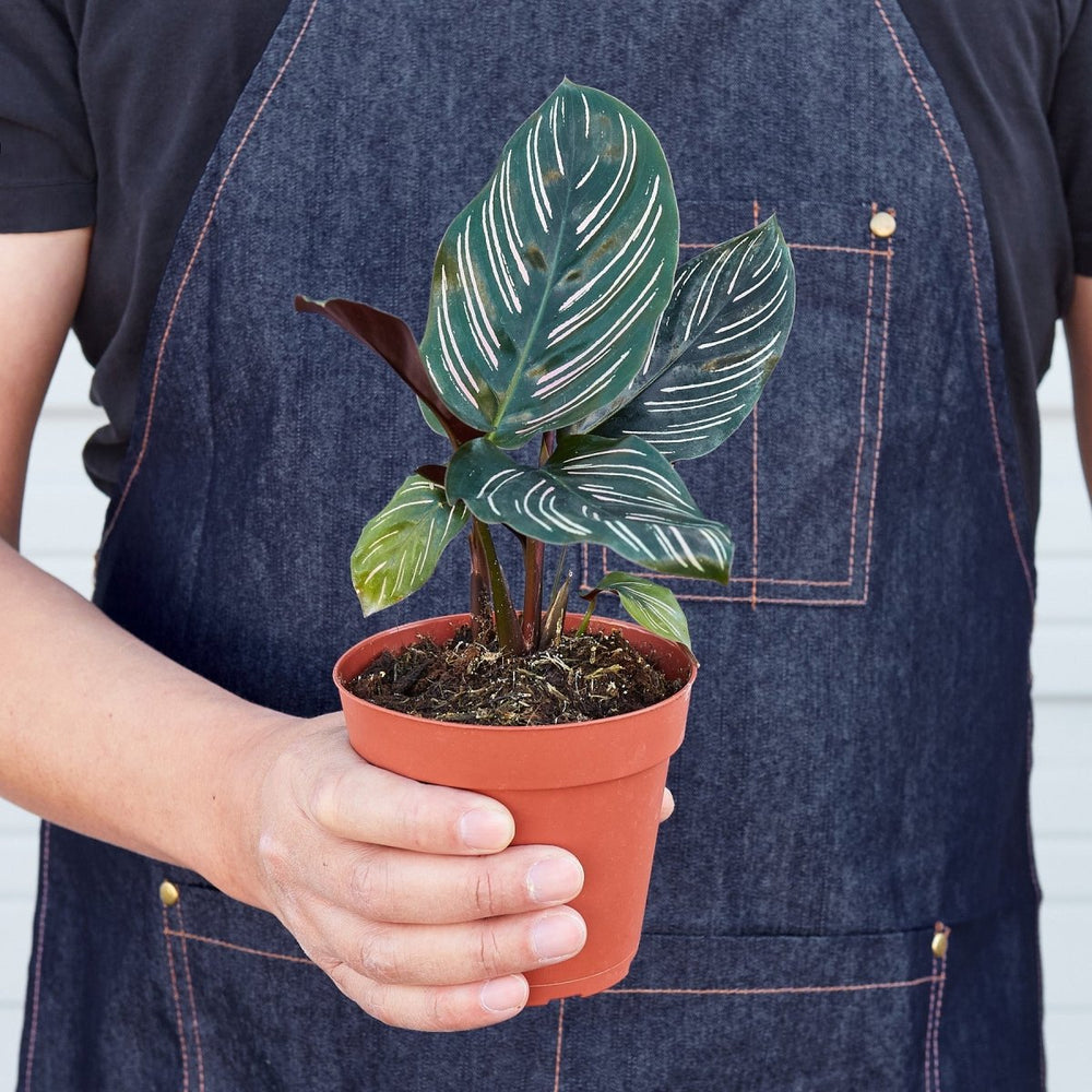 
                      
                        lily & onyx Calathea 'Ornata' Houseplant - lily & onyx
                      
                    