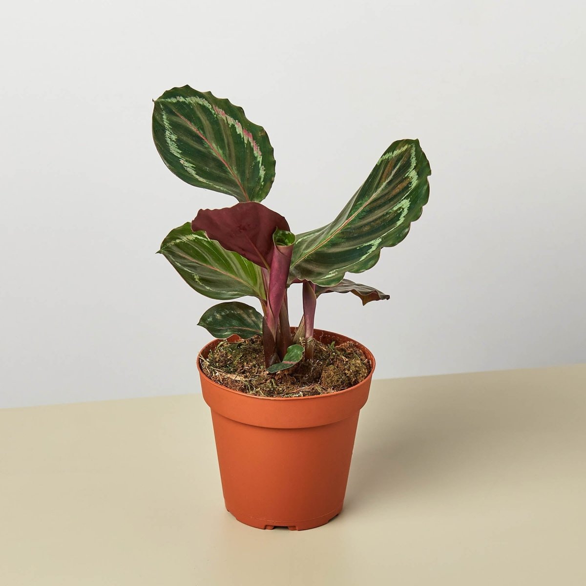 lily & onyx Calathea Roseopicta 'Medallion' Houseplant