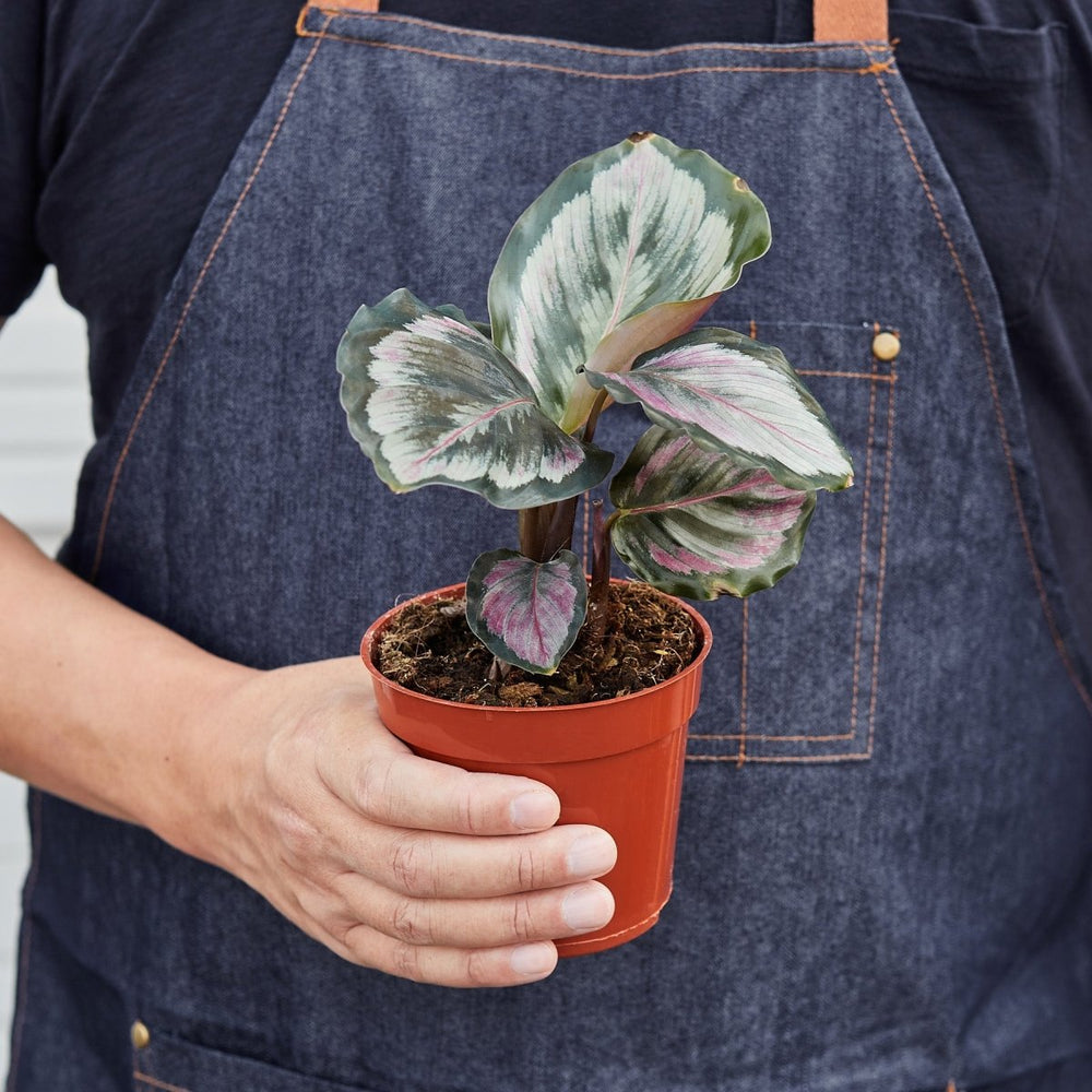 
                      
                        lily & onyx Calathea Roseopicta 'Medallion' II - lily & onyx
                      
                    