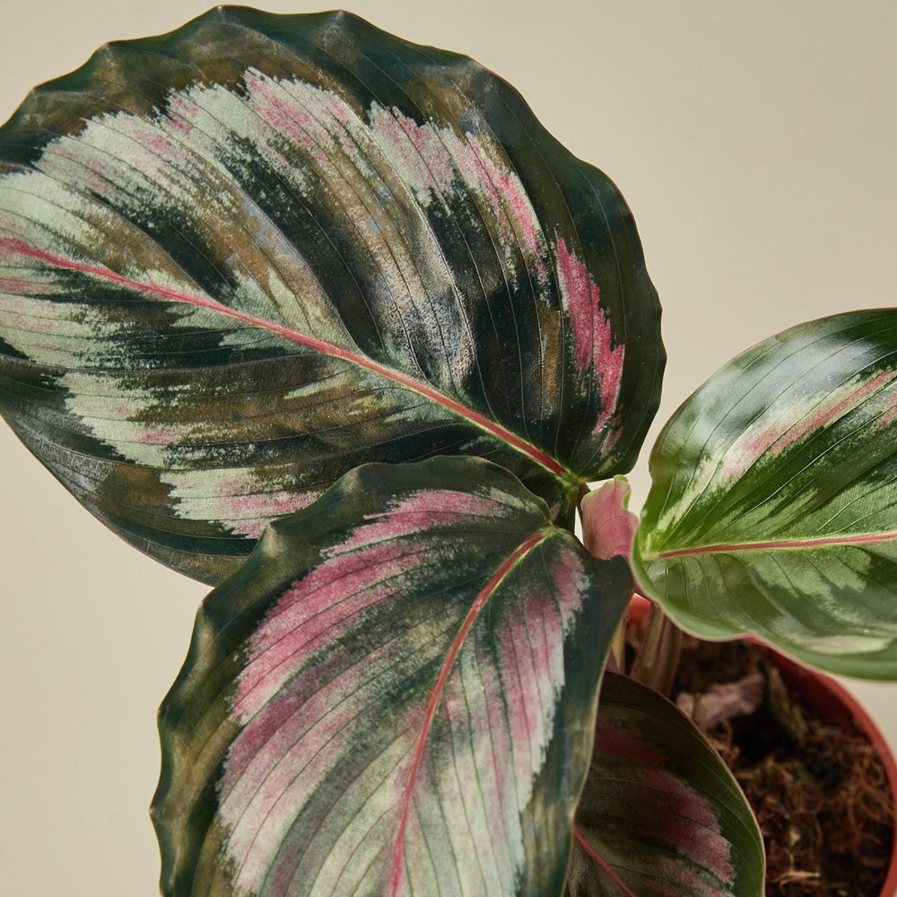 
                      
                        lily & onyx Calathea Roseopicta 'Medallion' II - lily & onyx
                      
                    