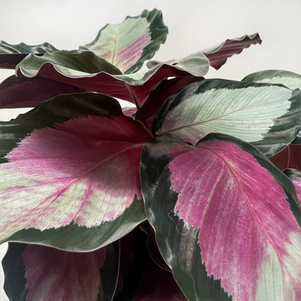 
                      
                        lily & onyx Calathea roseopicta 'Silvia' - lily & onyx
                      
                    