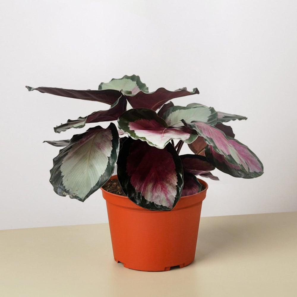 
                      
                        lily & onyx Calathea roseopicta 'Silvia' - lily & onyx
                      
                    