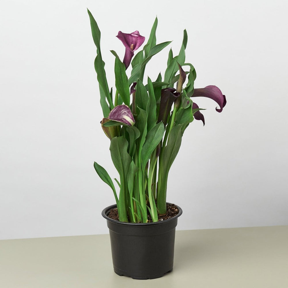 
                      
                        lily & onyx Calla Lily Houseplant - lily & onyx
                      
                    
