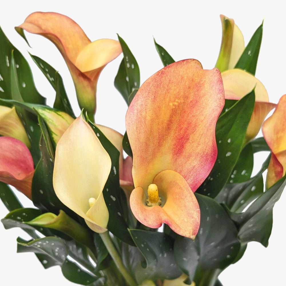 
                      
                        lily & onyx Calla Lily Houseplant - lily & onyx
                      
                    