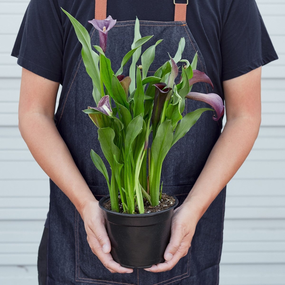 house plant that looks like calla lily Calla Lily Houseplant