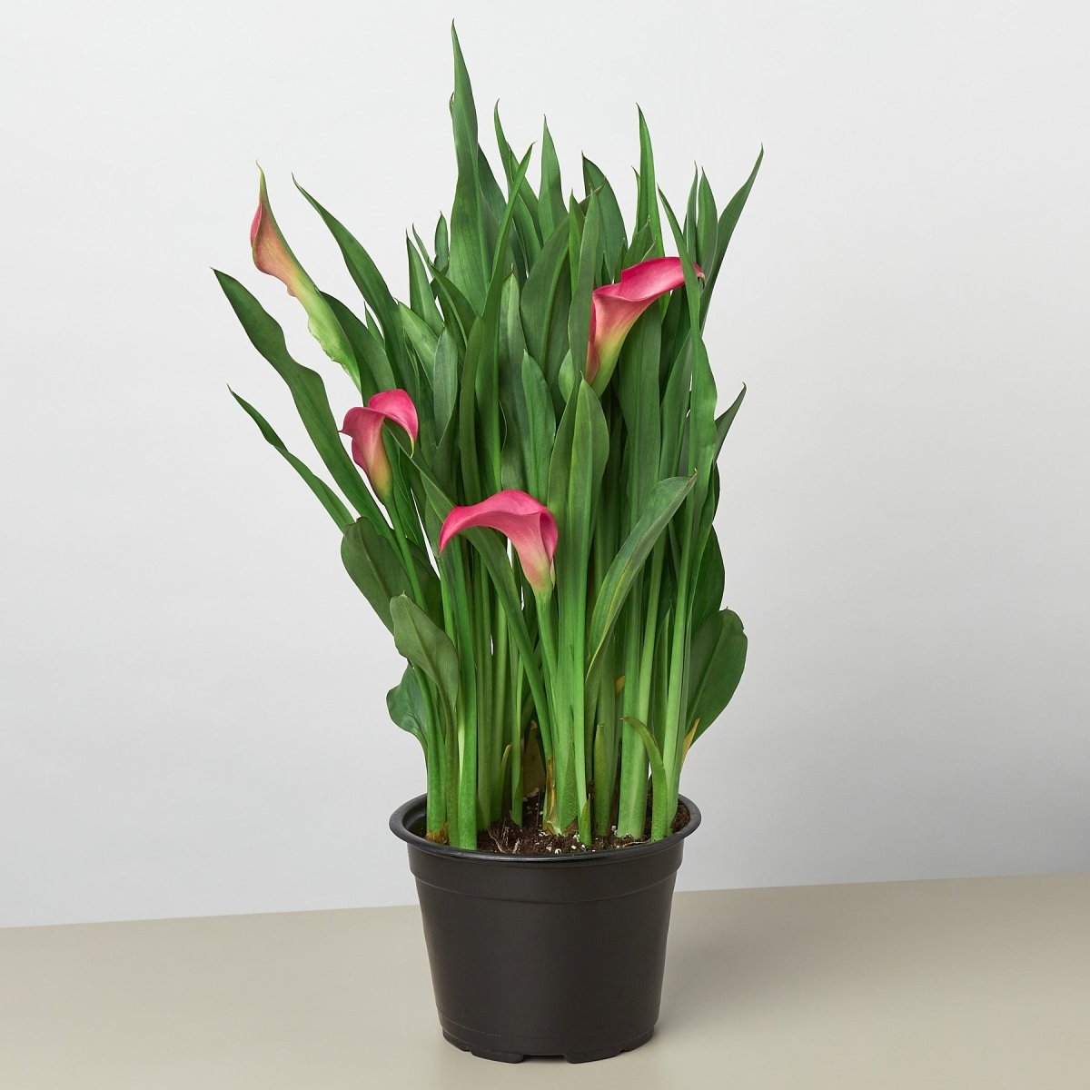 lily & onyx Calla Lily Houseplant - lily & onyx