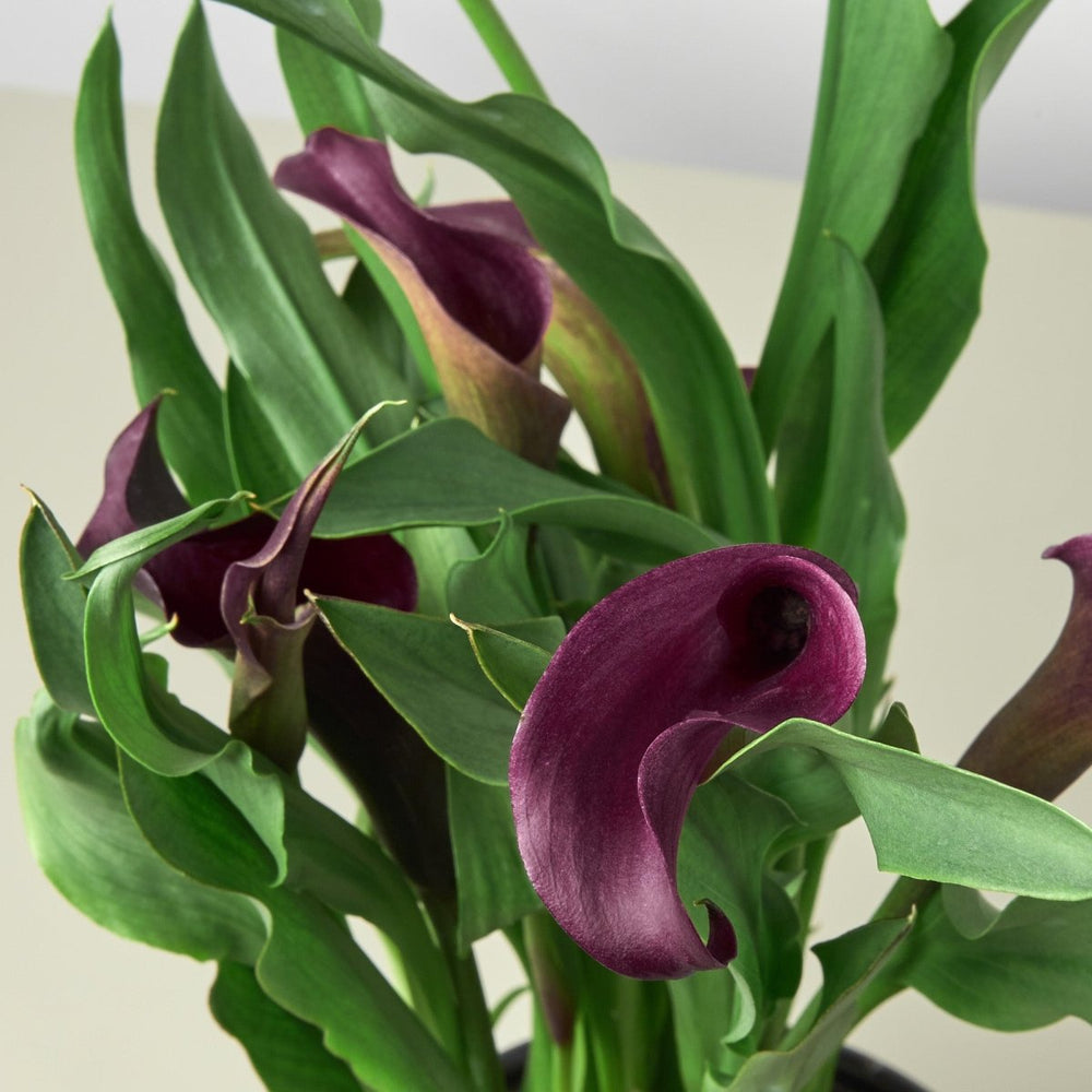 
                      
                        lily & onyx Calla Lily Houseplant - lily & onyx
                      
                    