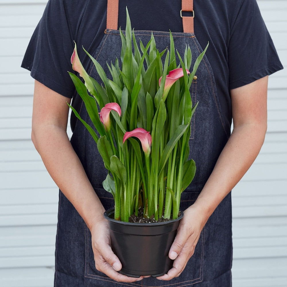 
                      
                        lily & onyx Calla Lily Houseplant - lily & onyx
                      
                    