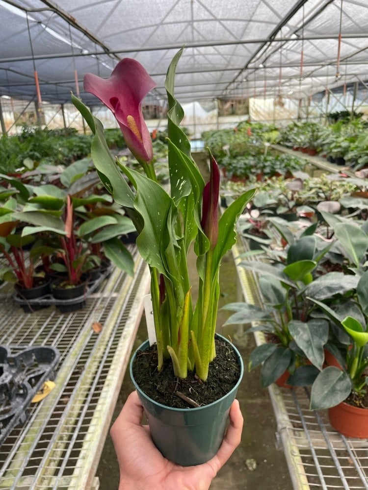 
                      
                        lily & onyx Calla Lily Houseplant - lily & onyx
                      
                    