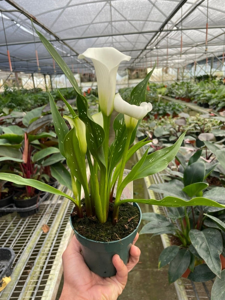 
                      
                        lily & onyx Calla Lily Houseplant - lily & onyx
                      
                    