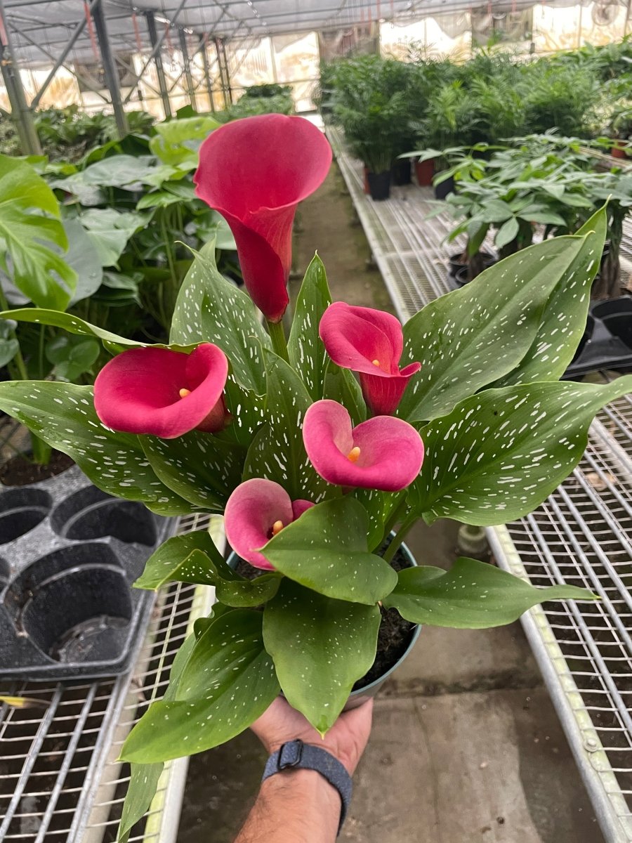 house plant calla lily Calla Lily Houseplant