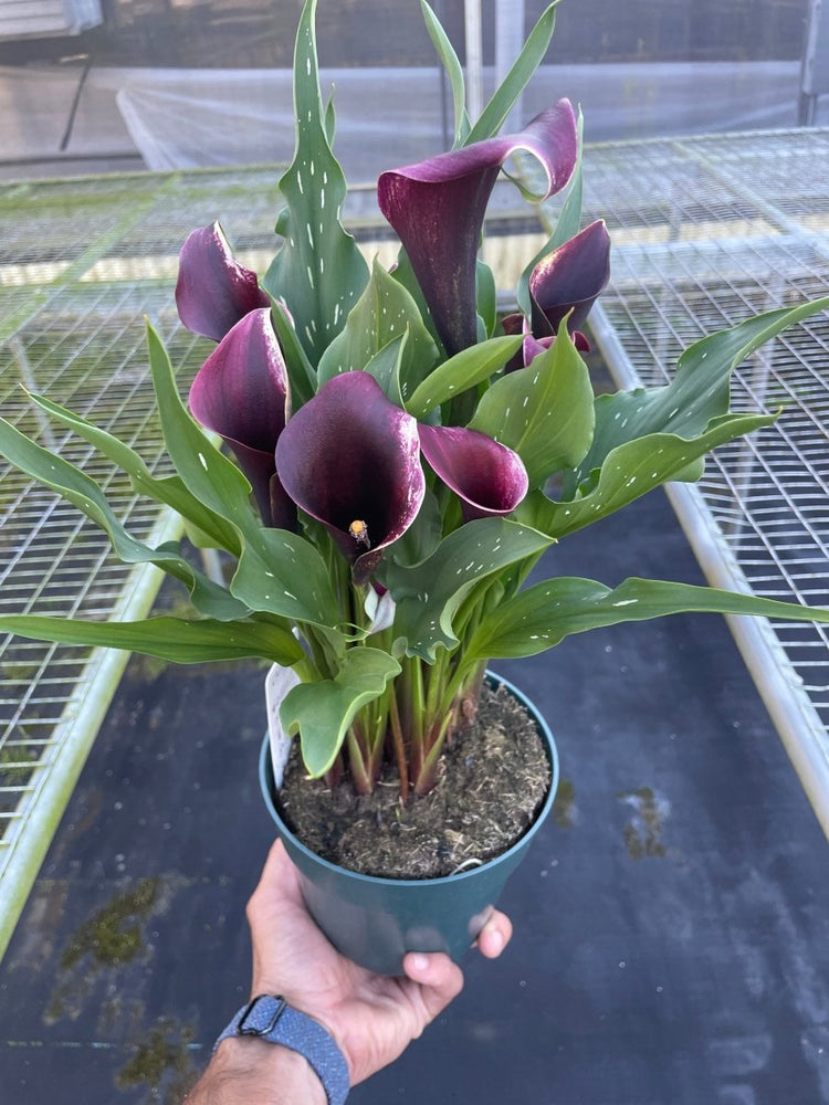 
                      
                        lily & onyx Calla Lily Houseplant - lily & onyx
                      
                    