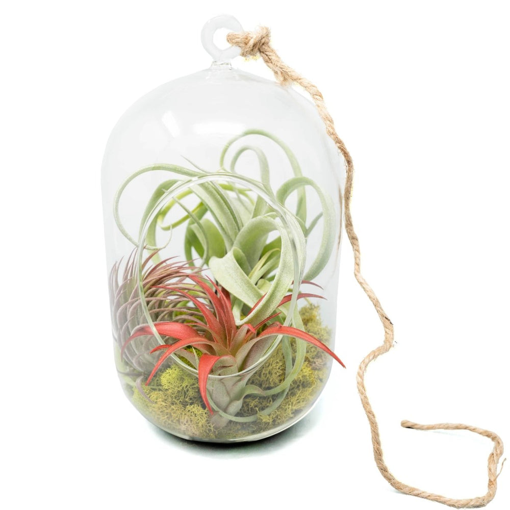 Air Plant Supply Co. Capsule Terrarium with Moss and Tillandsia Air Plants - lily & onyx