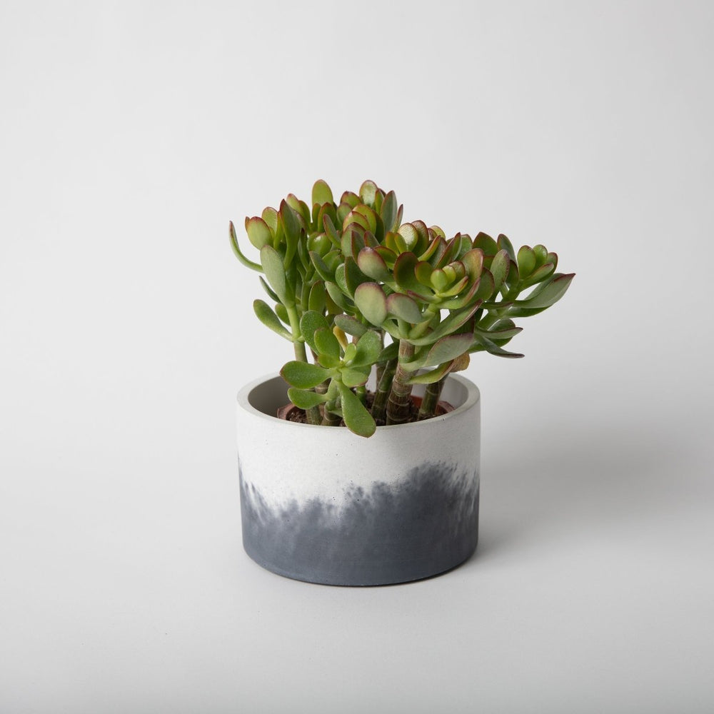 
                      
                        Pretti.Cool Catch - All Concrete Vessel, 5" - Tall - lily & onyx
                      
                    