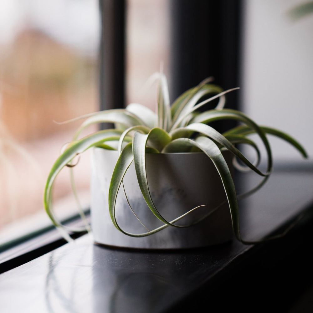 
                      
                        Pretti.Cool Catch - All Concrete Vessel, 5" - Tall - lily & onyx
                      
                    