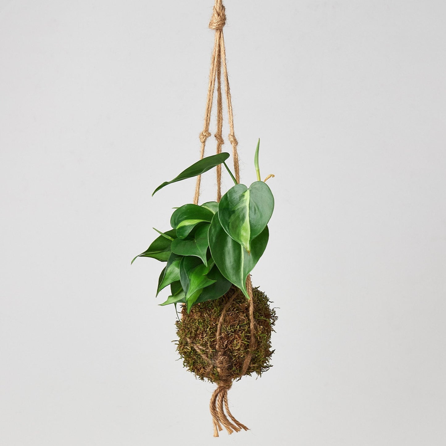 japanese hanging plants Kokedama Moss Ball Hanging Plant Pothos Golden