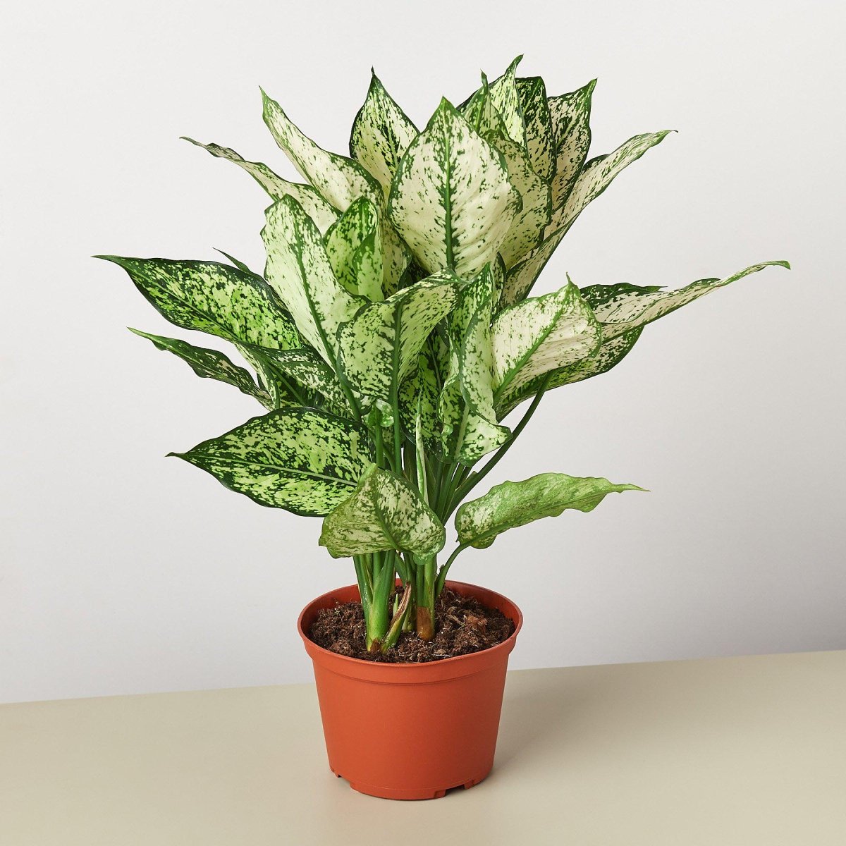 lily & onyx Chinese Evergreen 'First Diamond' Houseplant - lily & onyx