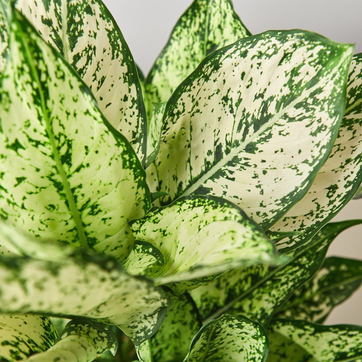 lily & onyx Chinese Evergreen 'First Diamond' Houseplant - lily & onyx