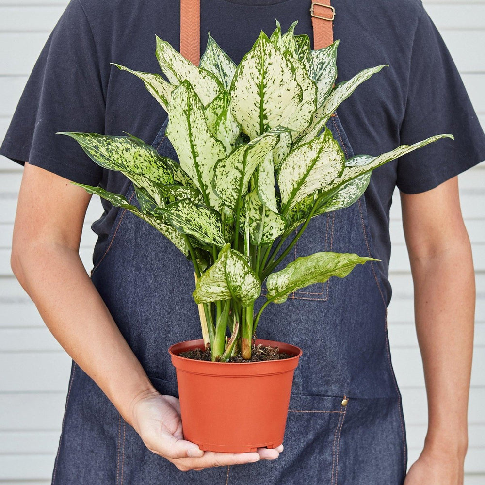 
                      
                        lily & onyx Chinese Evergreen 'First Diamond' Houseplant - lily & onyx
                      
                    