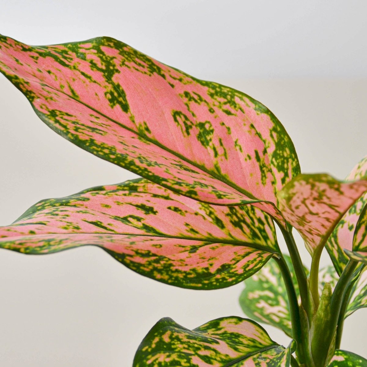 lily & onyx Chinese Evergreen 'Lady Valentine' Houseplant