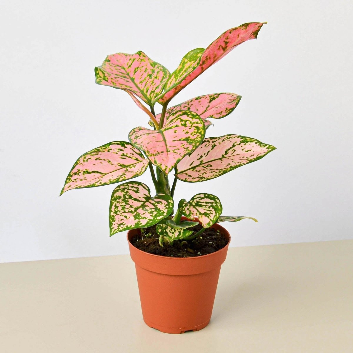lily & onyx Chinese Evergreen 'Lady Valentine' Houseplant