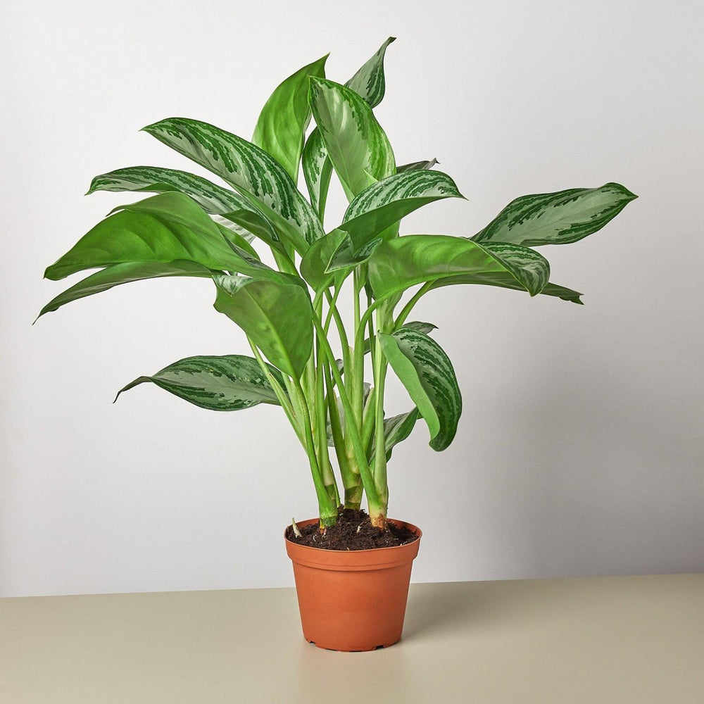 
                      
                        lily & onyx Chinese Evergreen 'Silver Bay' Houseplant
                      
                    