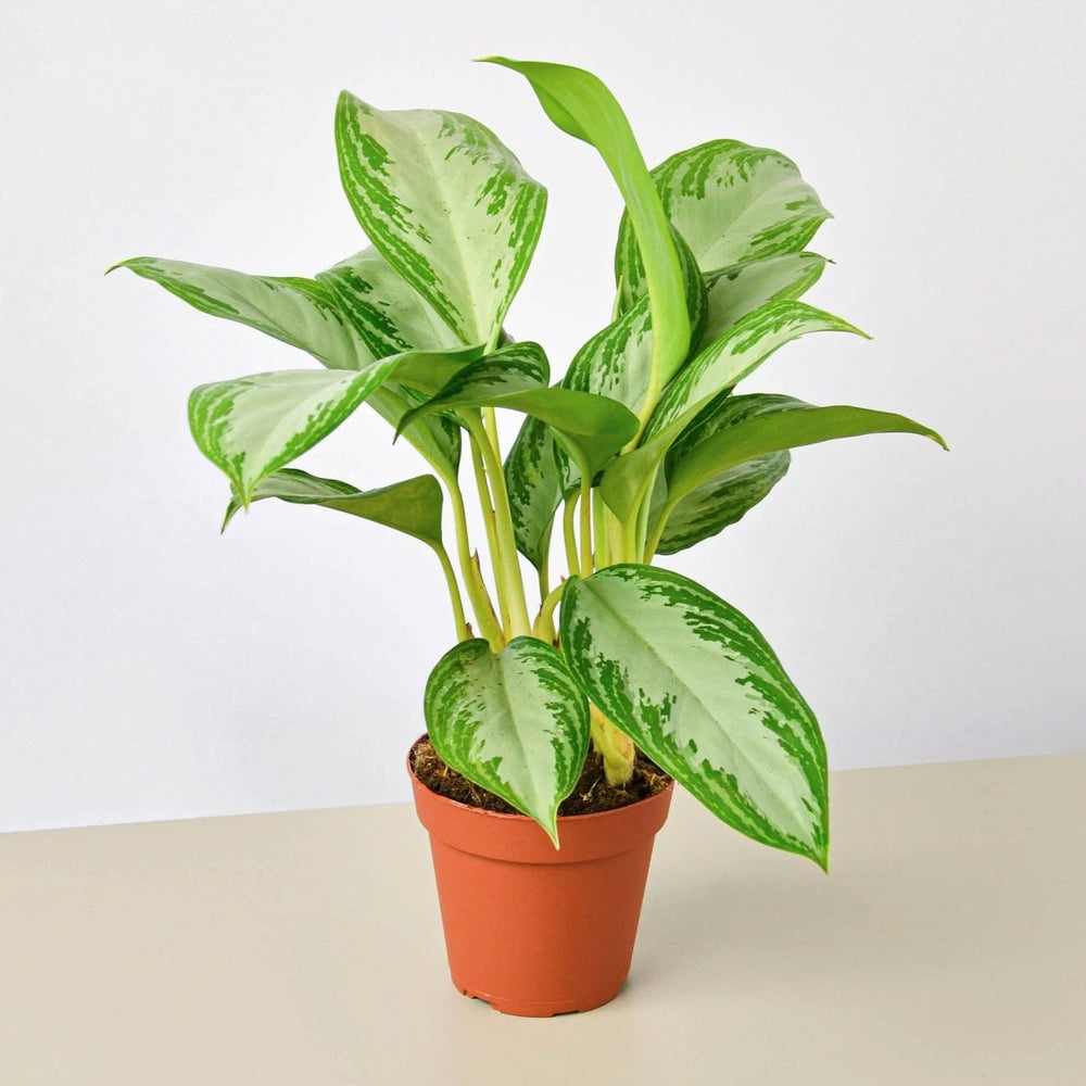 lily & onyx Chinese Evergreen 'Silver Bay' Houseplant