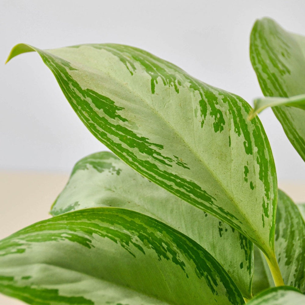 lily & onyx Chinese Evergreen 'Silver Bay' Houseplant
