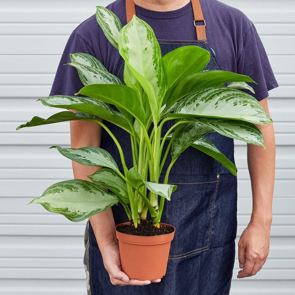 
                      
                        lily & onyx Chinese Evergreen 'Silver Bay' Houseplant
                      
                    
