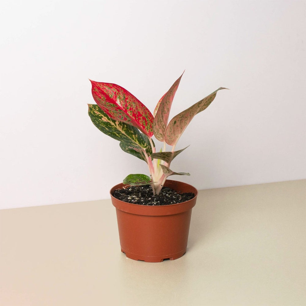 
                      
                        lily & onyx Chinese Evergreen 'Starburst' - lily & onyx
                      
                    