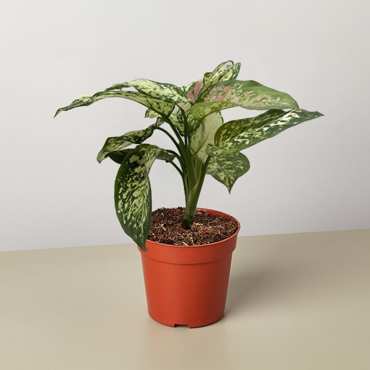 lily & onyx Chinese Evergreen 'Wishes' Houseplant - lily & onyx