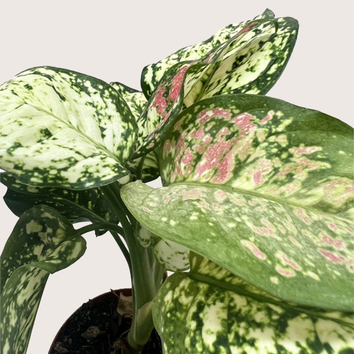 lily & onyx Chinese Evergreen 'Wishes' Houseplant - lily & onyx