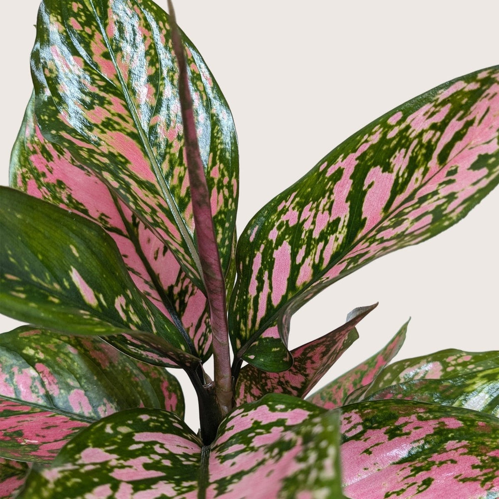 
                      
                        lily & onyx Chinese Evergreen 'Wishes' Houseplant - lily & onyx
                      
                    