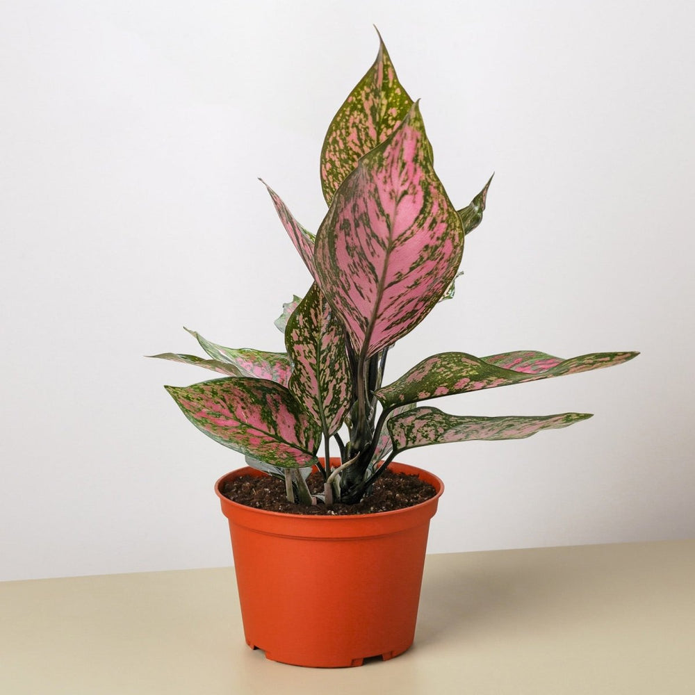 
                      
                        lily & onyx Chinese Evergreen 'Wishes' Houseplant - lily & onyx
                      
                    