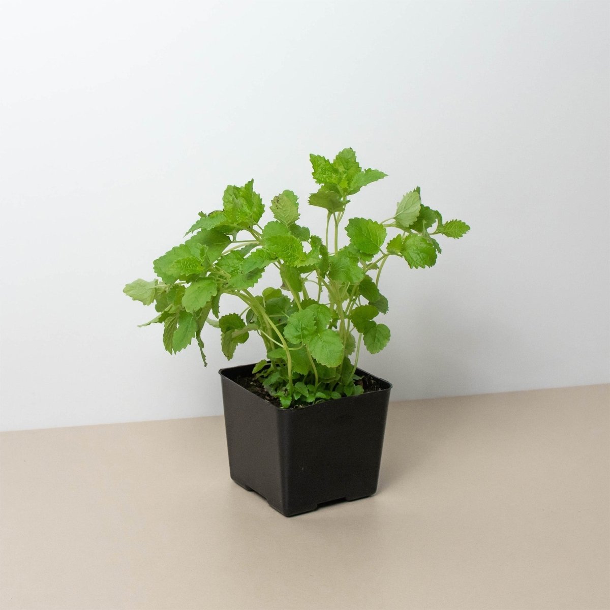 lily & onyx Citronella 'Lemon Balm' Houseplant