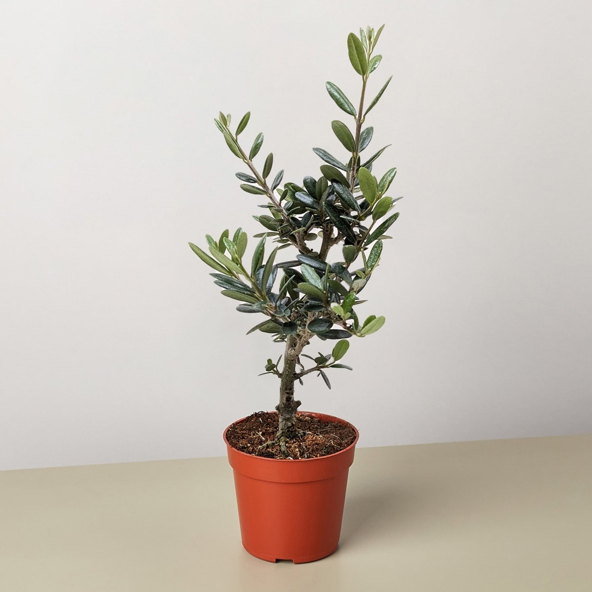 lily & onyx Common Olive Tree (Olea europaea) Houseplant