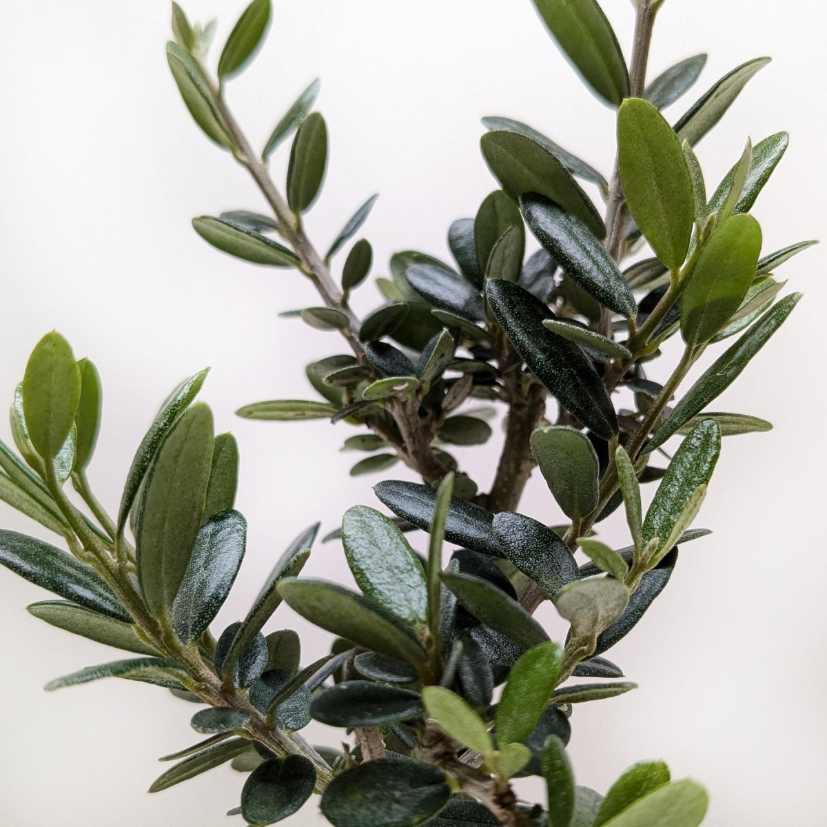 lily & onyx Common Olive Tree (Olea europaea) Houseplant