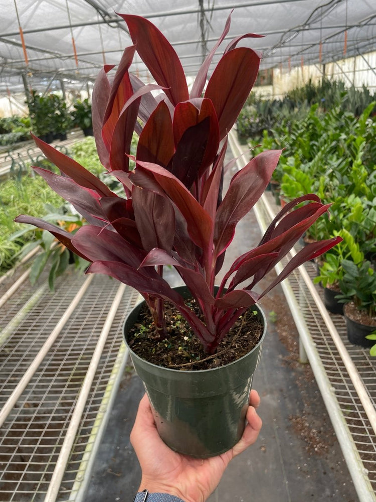 
                      
                        lily & onyx Cordyline 'Calypso Queen' - lily & onyx
                      
                    