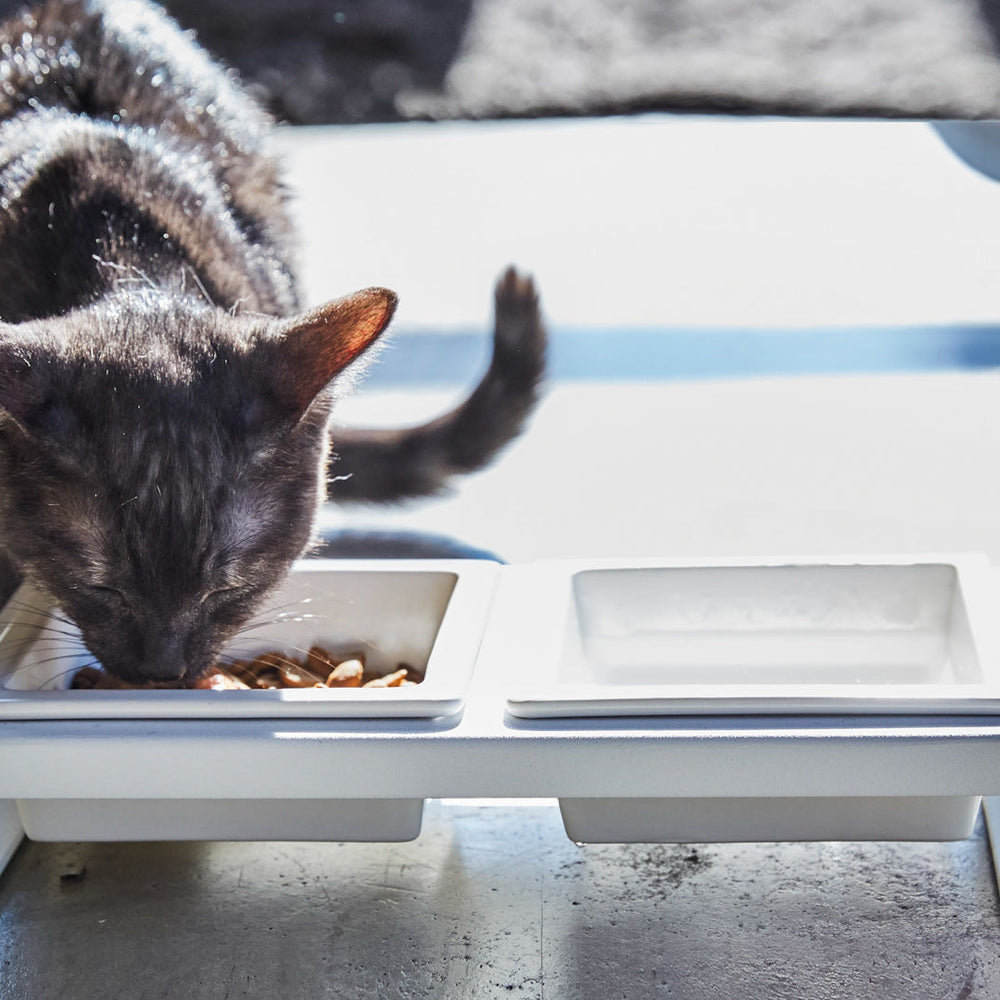 
                      
                        Pet Food Bowl
                      
                    