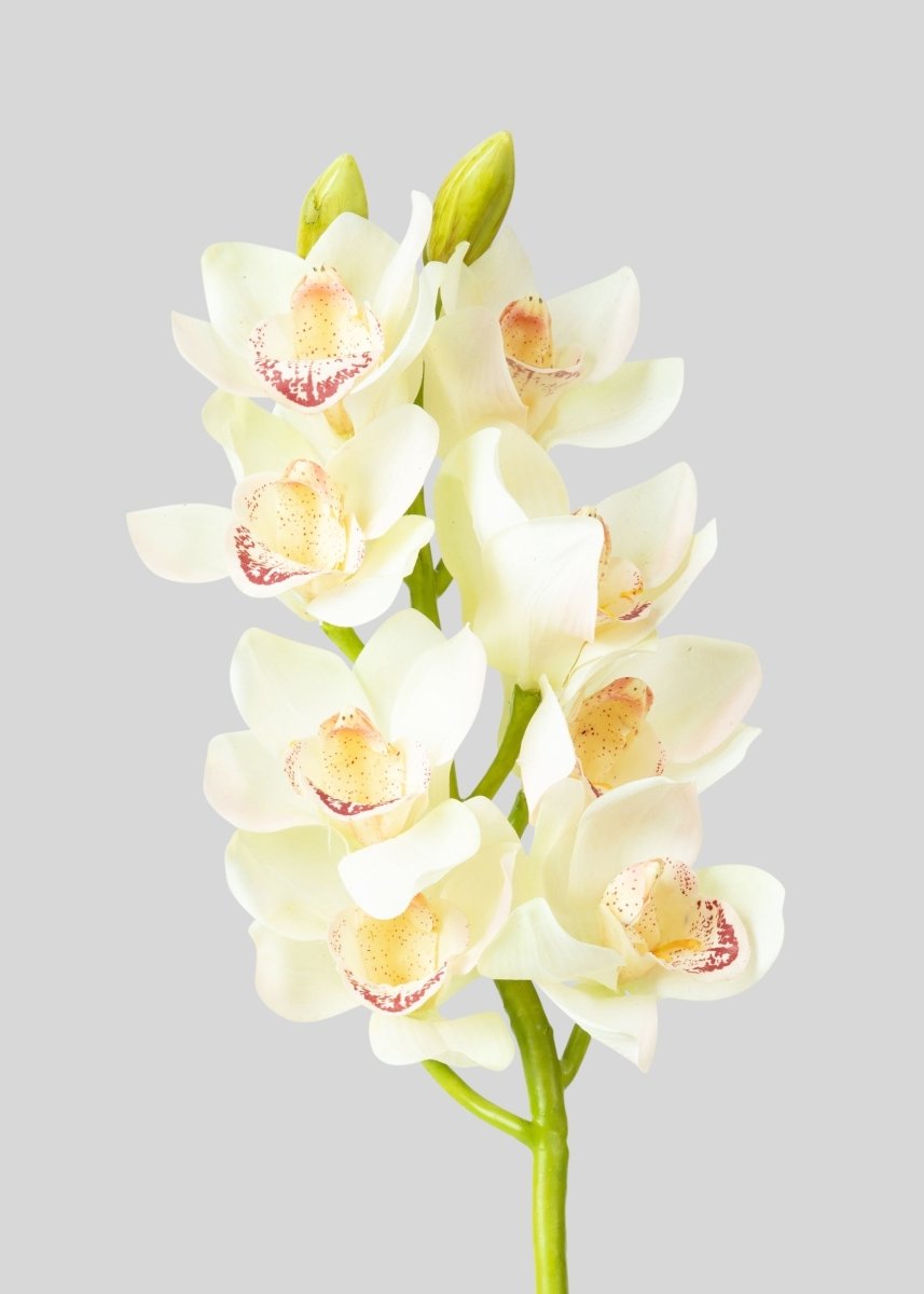 Afloral Cream and Burgundy Artificial Cymbidium Orchids - 28.5" - lily & onyx
