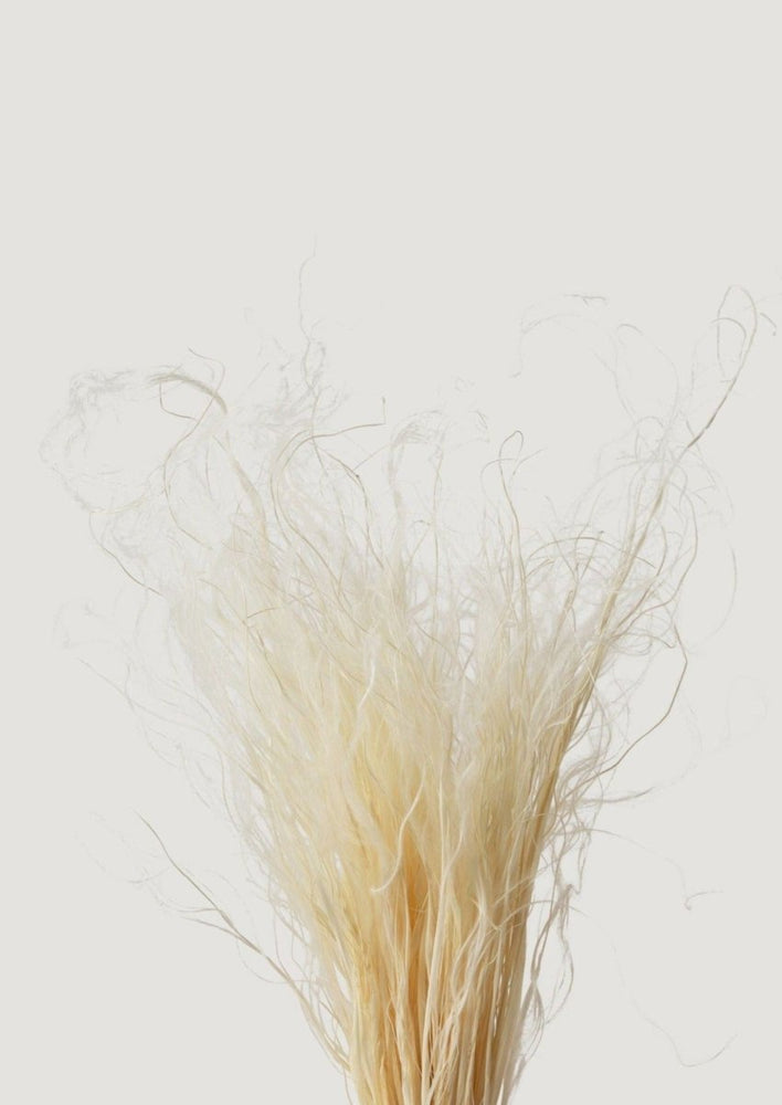 Afloral Cream Dried Feather Grass Bundle, 19 - 22" - lily & onyx