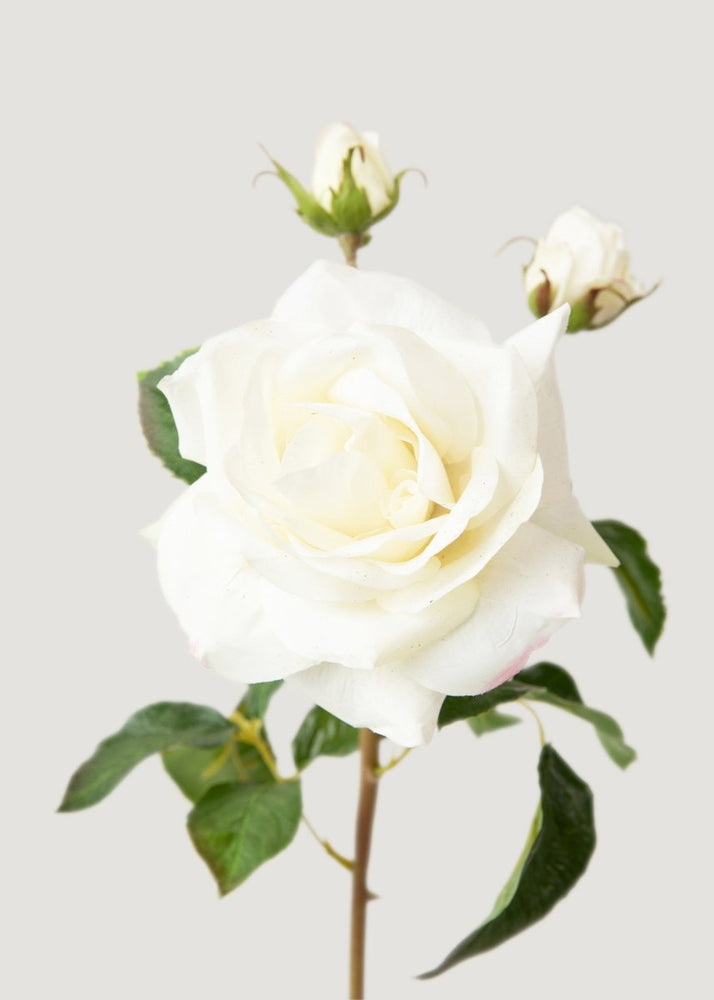 
                      
                        Afloral Cream White Real Touch Juliet English Rose - 22" - lily & onyx
                      
                    